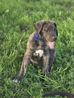 Blue collar , a male Great Dane for sale in Iowa Falls, IA – 6 of 6