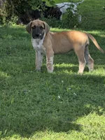 Fawniquin , a female Great Dane for sale in Iowa Falls, IA – 5 of 5