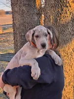 Blue brindle merle akc, a male Great Dane for sale in Iowa Falls, IA – Photo 5 of 10