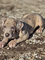 Blue brindle merle , a male Great Dane for sale in Iowa Falls, IA – Photo 6 of 6