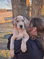 Blue brindle merle akc, a male Great Dane for sale in Iowa Falls, IA – Photo 3 of 10