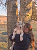 Blue brindle merle akc, a male Great Dane for sale in Iowa Falls, IA – Photo 1 of 10