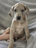 Blue brindle merle , a male Great Dane for sale in Iowa Falls, IA – Photo 2 of 6