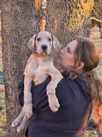 Blue brindle merle akc, a male Great Dane for sale in Iowa Falls, IA – Photo 7 of 10