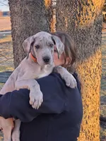 Blue brindle merle akc, a male Great Dane for sale in Iowa Falls, IA – Photo 2 of 10