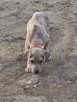 Blue brindle merle akc, a male Great Dane for sale in Iowa Falls, IA – Photo 10 of 10