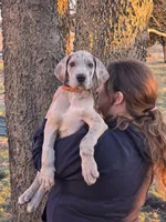 Blue brindle merle akc, a male Great Dane for sale in Iowa Falls, IA – Photo 8 of 10