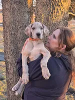 Blue brindle merle akc, a male Great Dane for sale in Iowa Falls, IA – Photo 9 of 10