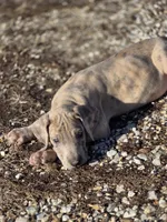 Blue brindle merle , a male Great Dane for sale in Iowa Falls, IA – Photo 3 of 6