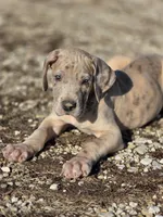 Blue brindle merle , a male Great Dane for sale in Iowa Falls, IA – Photo 4 of 6