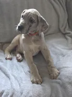 Blue brindle merle , a male Great Dane for sale in Iowa Falls, IA – Photo 1 of 6