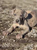 Blue brindle merle , a male Great Dane for sale in Iowa Falls, IA – Photo 5 of 6