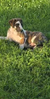Brindlequin , a female Great Dane for sale in Iowa Falls, IA – 1 of 7