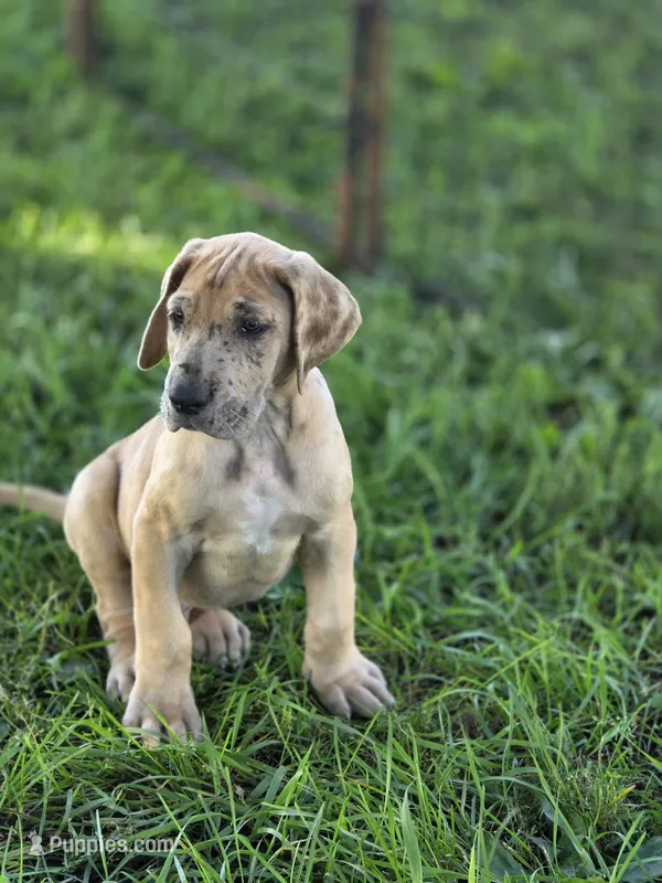 Fawn merle  – Great Dane puppy for sale in Iowa Falls, IA