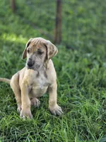 Fawn merle , a male Great Dane for sale in Iowa Falls, IA – 1 of 10