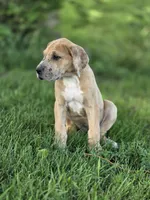 Fawn merle light color, a female Great Dane for sale in Iowa Falls, IA – 3 of 3
