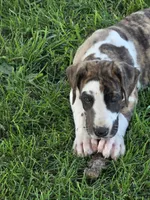 Brindlequin , a female Great Dane for sale in Iowa Falls, IA – 4 of 7