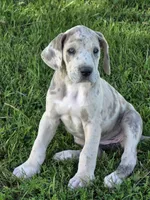 Brindle merle , a female Great Dane for sale in Iowa Falls, IA – 2 of 6