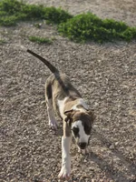 Brindlequin , a female Great Dane for sale in Iowa Falls, IA – 3 of 7