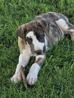 Brindlequin , a female Great Dane for sale in Iowa Falls, IA – 5 of 7