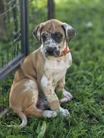 Fawniquin , a female Great Dane for sale in Iowa Falls, IA – 6 of 10
