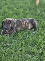 Blue collar , a male Great Dane for sale in Iowa Falls, IA – 4 of 6