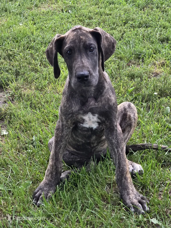 Red collar – Great Dane puppy for sale in Iowa Falls, IA