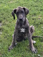 Red collar, a female Great Dane for sale in Iowa Falls, IA – 1 of 3