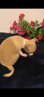 Sierra, a female Chihuahua for sale in Terrell, TX – 5 of 6