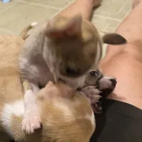 Cookie, a female Chihuahua for sale in Terrell, TX – 3 of 10