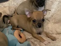 Cupcake, a female Chihuahua for sale in Terrell, TX – 2 of 2