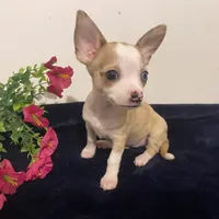 Melody, a female Chihuahua for sale in Terrell, TX – 7 of 9