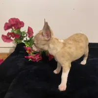 Melody, a female Chihuahua for sale in Terrell, TX – 8 of 9