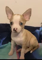 Melody, a female Chihuahua for sale in Terrell, TX – 2 of 9