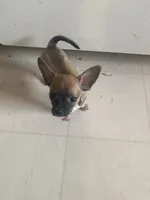 Rocky, a male Chihuahua for sale in Terrell, TX – 6 of 7