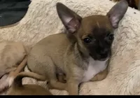 Rocky, a male Chihuahua for sale in Terrell, TX – 2 of 7