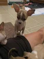 Cookie, a female Chihuahua for sale in Terrell, TX – 5 of 10