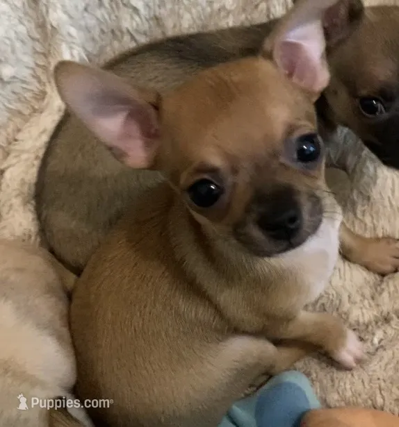 Cupcake – Chihuahua puppy for sale in Terrell, TX