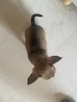 Rocky, a male Chihuahua for sale in Terrell, TX – 3 of 7