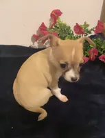 Sierra, a female Chihuahua for sale in Terrell, TX – 3 of 6