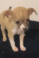 Sierra, a female Chihuahua for sale in Terrell, TX – 2 of 6