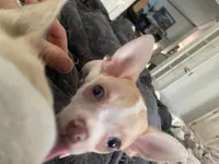 Corey, a male Chihuahua for sale in Terrell, TX – 6 of 10