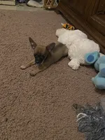 Rocky, a male Chihuahua for sale in Terrell, TX – 7 of 7