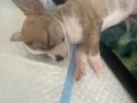 Cookie, a female Chihuahua for sale in Terrell, TX – 8 of 10