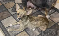 Cookie, a female Chihuahua for sale in Terrell, TX – 10 of 10