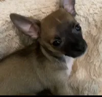 Rocky, a male Chihuahua for sale in Terrell, TX – 4 of 7