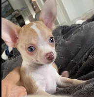 Corey, a male Chihuahua for sale in Terrell, TX – 2 of 10