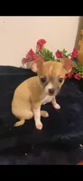 Sierra, a female Chihuahua for sale in Terrell, TX – 4 of 6