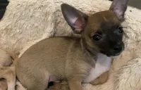 Rocky, a male Chihuahua for sale in Terrell, TX – 5 of 7