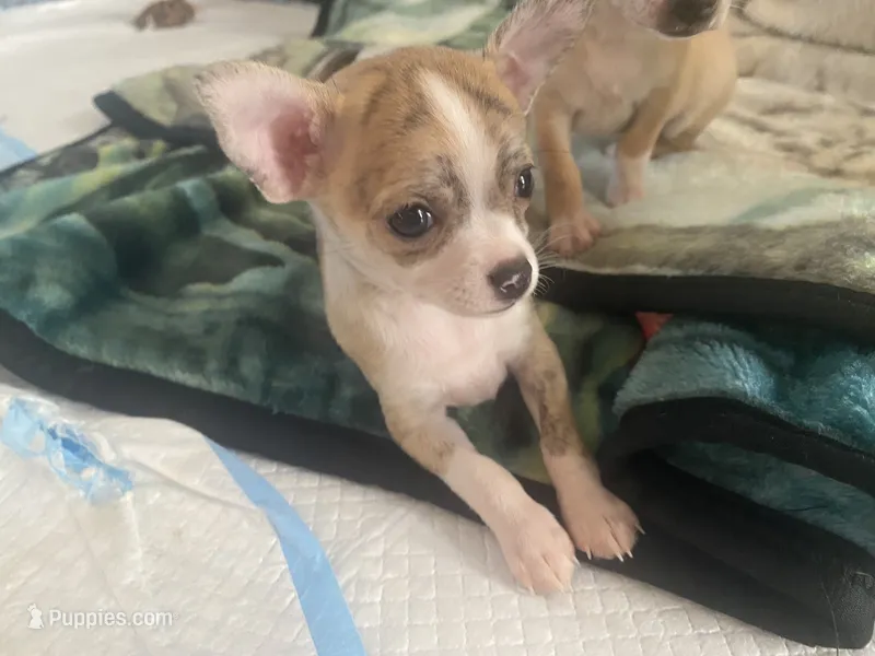 Cookie – Chihuahua puppy for sale in Terrell, TX